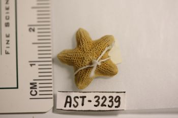 Media type: image;   Invertebrate Zoology AST-3239 Description: Preserved specimen.;